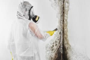 Professional Mold Testing Services Maryland 