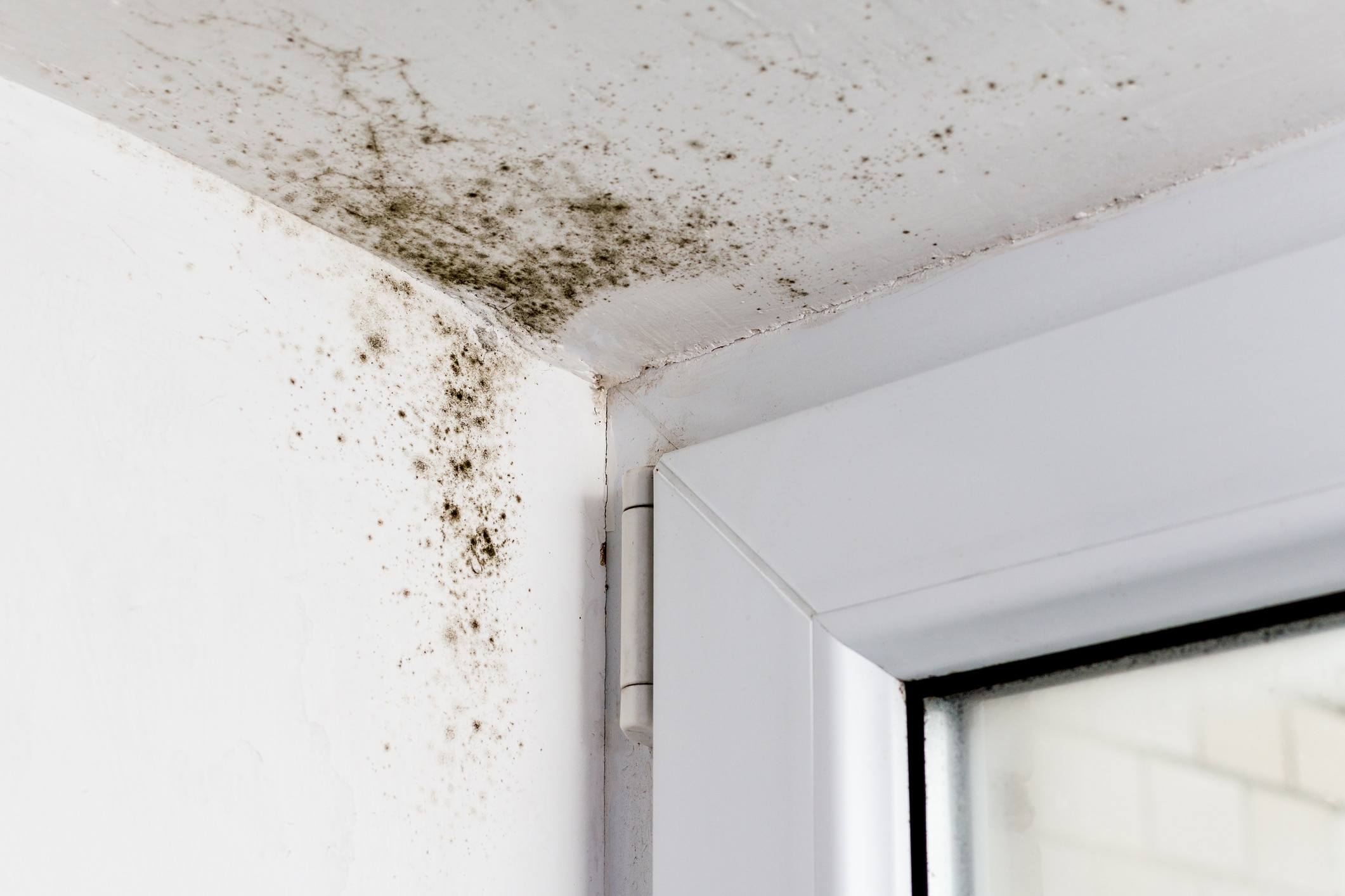 Mold in Home - Inspection services in Maryland 