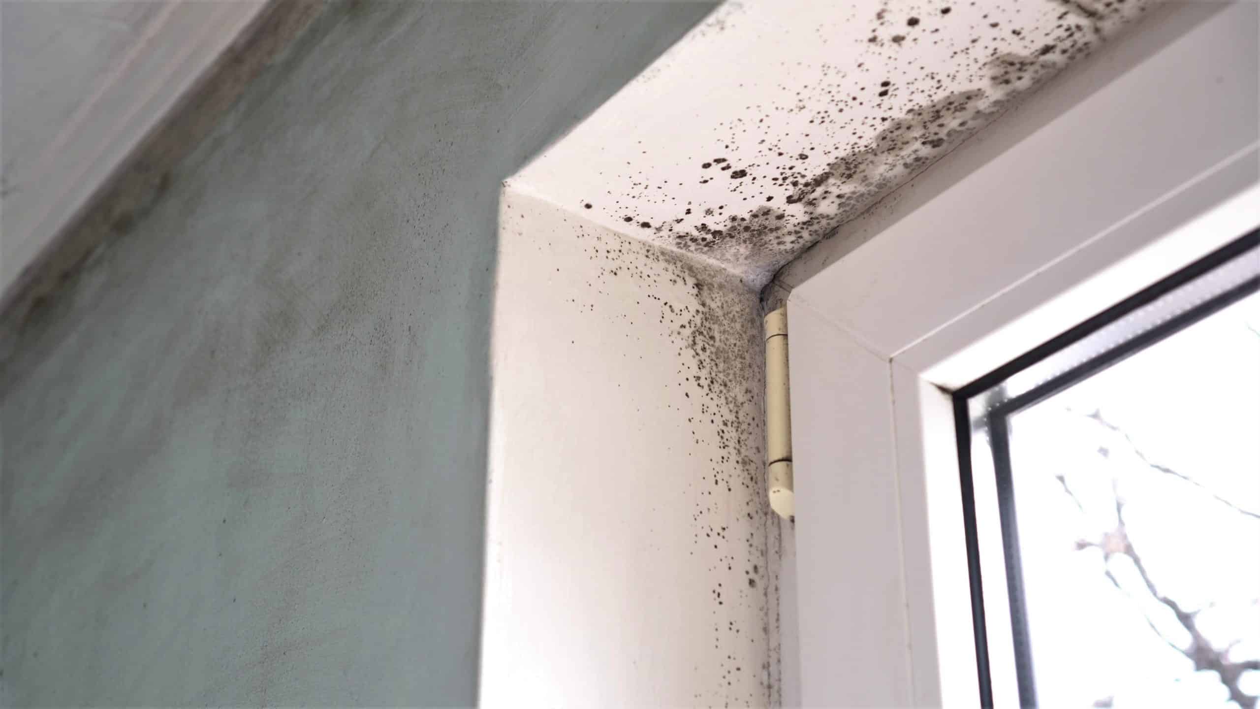 How to spot mold
