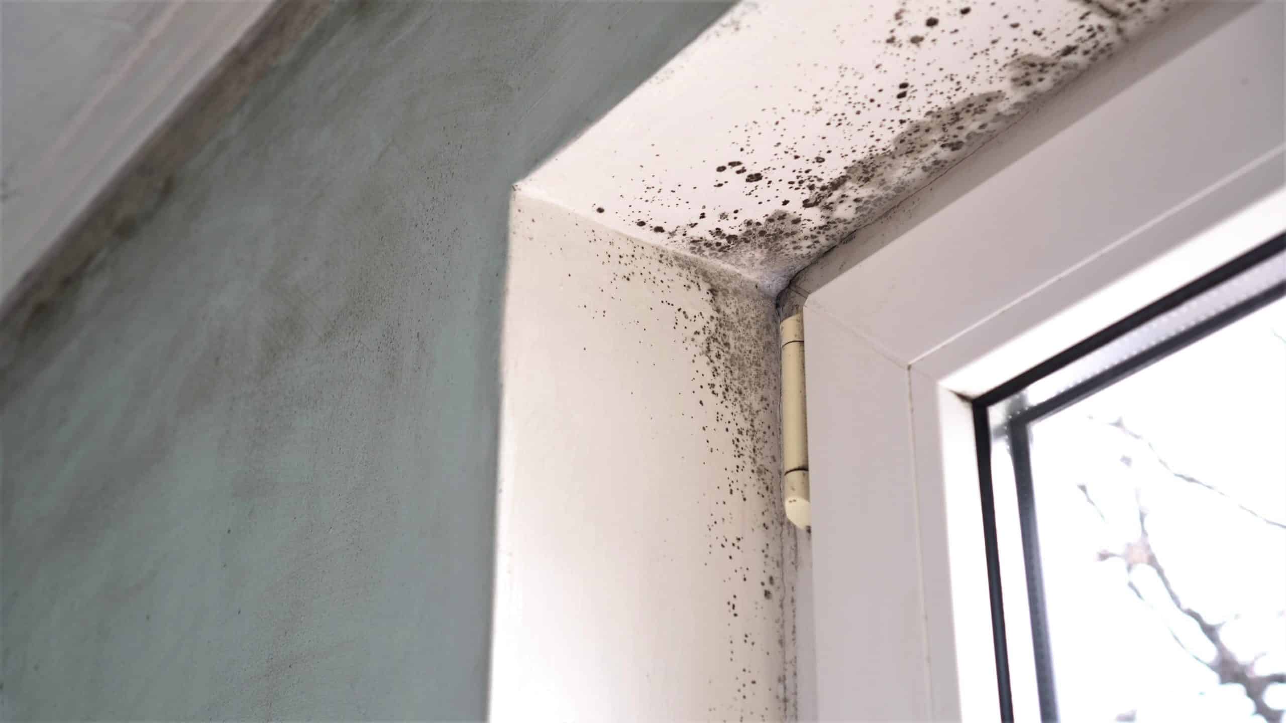 House Mold & Black Mold Identification