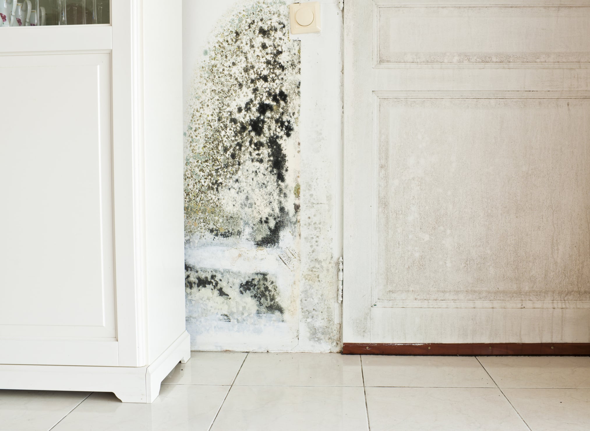 Most Common Types of Mold